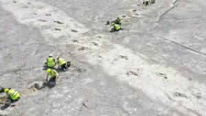 Fossilized Tracks Of Predatory And Plant Eating Dinosaurs Found In The