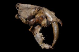 How Have Saber Toothed Animals Evolved Multiple Times?