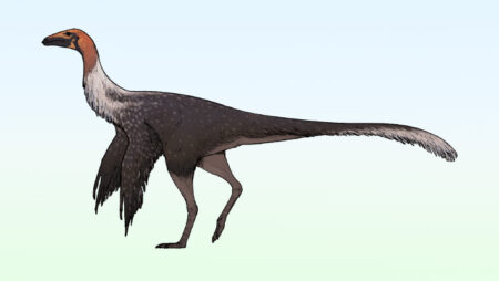 Long Held Ostrich Like Dinosaur Unearthed In Mexico