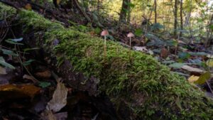 New Discovery: Bioluminescent Bacterial Species Mycena Crocata