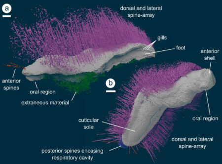 Newly Discovered Silurian Fossils Provide Insight Into The Intricate Early