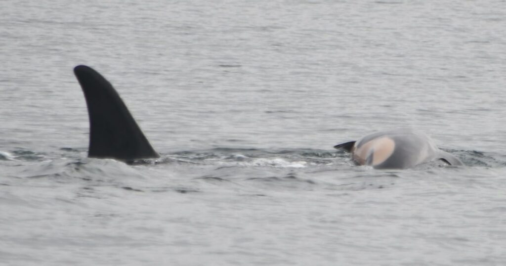 Orca Mother Grieving Loss Of Newborn Now Carrying Second Calf's