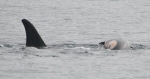 Orca Mother Grieving Loss Of Newborn Now Carrying Second Calf's