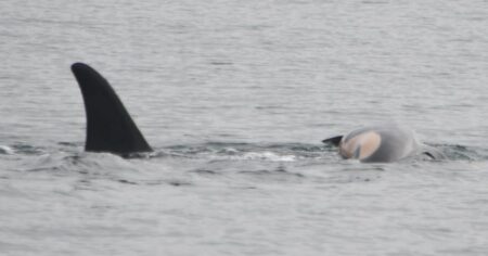 Orca mother grieving loss of newborn now carrying second calf’s body Orca Mother Grieving Loss Of Newborn Now Carrying Second Calf's