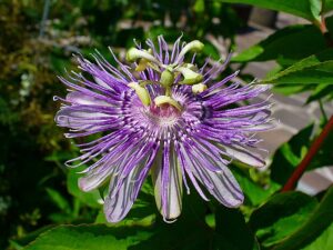 Purple Passionflower Utilized By Researchers For Herpes Treatment