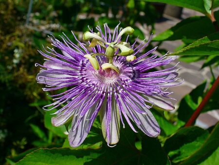 Purple passionflower utilized by researchers for herpes treatment Purple Passionflower Utilized By Researchers For Herpes Treatment