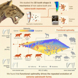 Research: Teeth Of Saber Tooth Predators Proved To Be Extremely Efficient