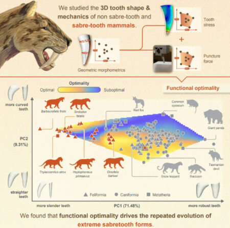 Research: Teeth Of Saber Tooth Predators Proved To Be Extremely Efficient