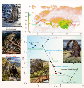 Researchers Have Identified Numerous Instances Of Snow Leopards Dispersing From