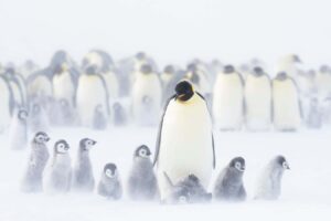 Robots Are Challenging Our Understanding Of Emperor Penguins