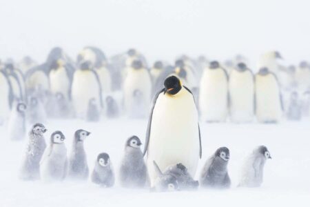 Robots are challenging our understanding of emperor penguins Robots Are Challenging Our Understanding Of Emperor Penguins