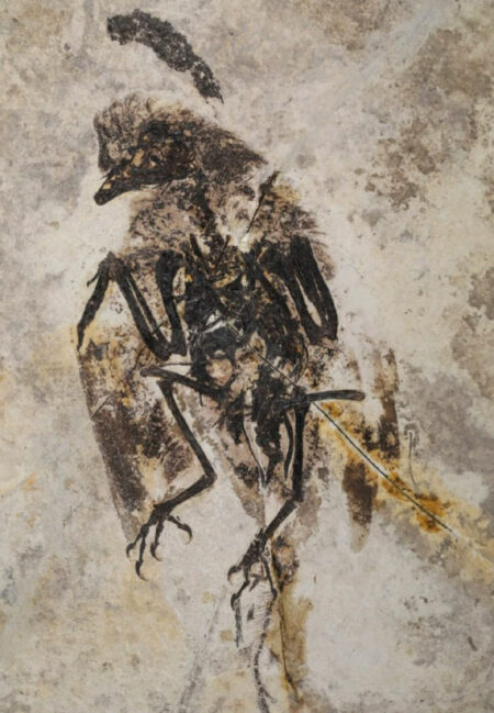 Small Enantiornithine Bird Fossils Discovered In China