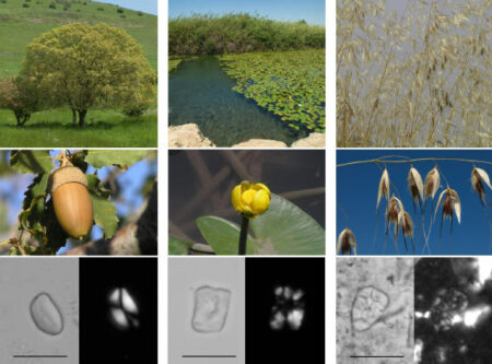 Staple Plant Foods High In Starch Were A Key Component