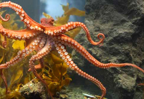 Study Shows Octopus Arm Nervous System is Sectioned into Parts Study Shows Octopus Arm Nervous System Is Sectioned Into Parts