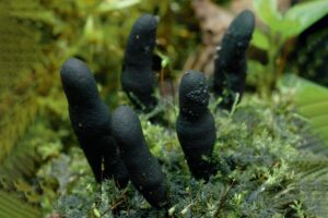 The Hidden Dangers Of The Alarming 'zombie Hand' Fungus