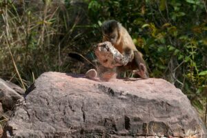 Was It Monkeys Who Made The Stone Tools 50,000 Years