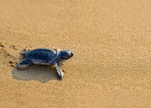Baby Turtles Delightedly Dance For Their Food In Adorable Video