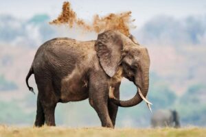 Big Animals Face Heightened Cancer Risk, Yet Enhanced Defenses Have