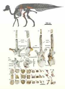 Dinosaur Fossils Claimed By Ducks Found In China