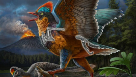 Discovery Of New Bird Fossils From China Sheds Light On