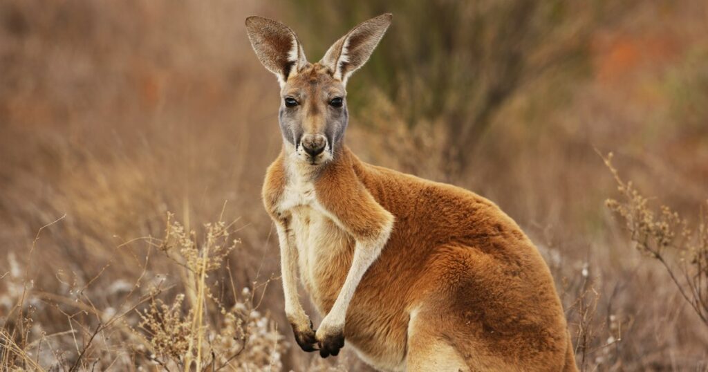 First successful production of Kangaroo embryos via in vitro fertilization (IVF) First Successful Production Of Kangaroo Embryos Via In Vitro Fertilization