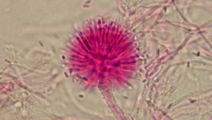 Gibellula Attenboloughii: The Fungi Species That Turns Cave Spiders Into Zombies Gibellula Attenboloughii: The Fungi Species That Turns Cave Spiders Into