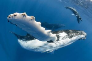 Humpback Whale Songs Show Similarities To Human Language Patterns