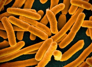 Is It Possible For Bacteria To Inherit Memories? Sciworthy