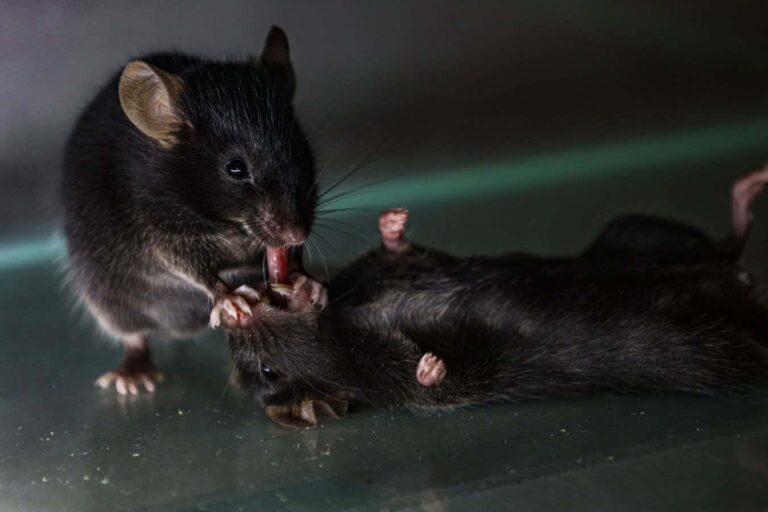 Mouse Providing First Aid To Unconscious Companions