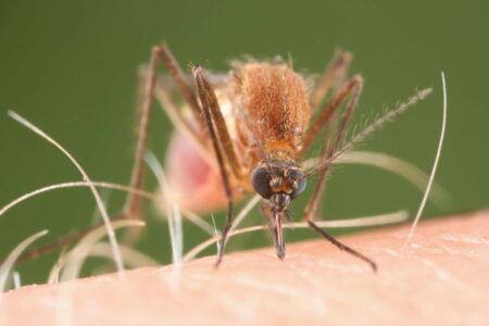 My Choice Of Mosquitoes As The Hero: A New Scientist