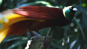 New Research Reveals 82% Of Paradise Bird Species Are Biofluorescent