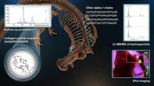 Opponent Of Biology Discovers Authentic Collagen In Edmontosaurus Fossil Bones