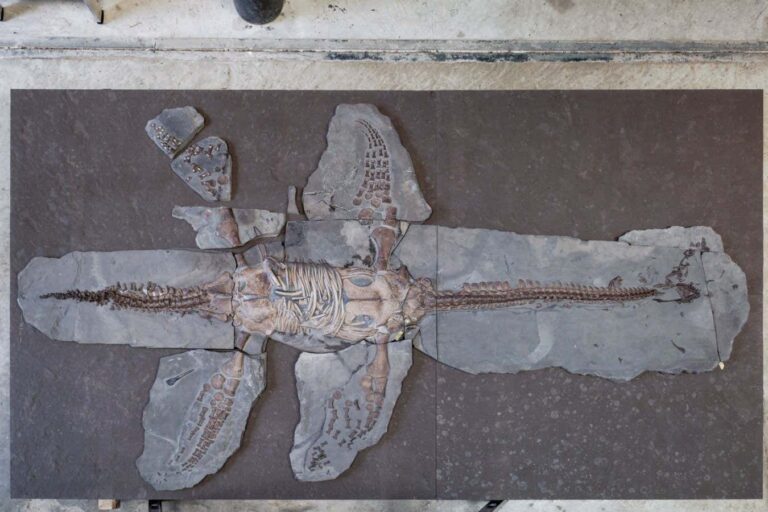 Precioauro's Remarkable Fossil Retains Its Skin And Scales