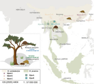 Researchers Organize The Genetic Information Of Chinese And Malay Pangolins