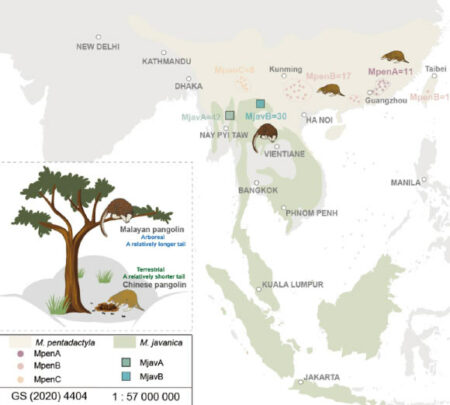 Researchers Organize The Genetic Information Of Chinese And Malay Pangolins