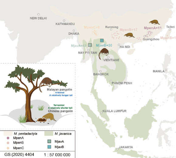 Researchers organize the genetic information of Chinese and Malay pangolins Researchers Organize The Genetic Information Of Chinese And Malay Pangolins