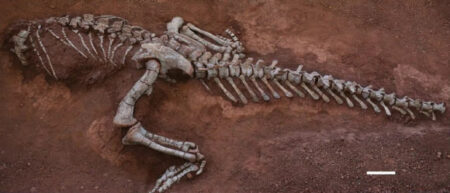 Researchers Uncover A Previously Unknown Species Of Sauropodmorph Dinosaur