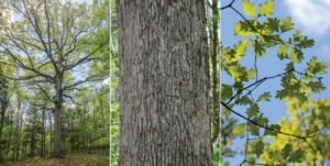 Sequencing The Genome Of White Oak Trees: Latest Scientific Discovery