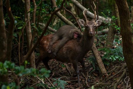 The Deer Monkey: Rewriting The Evolutionary Narrative