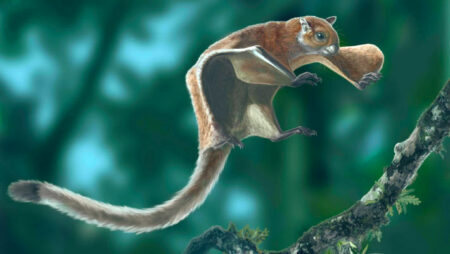 The Magnificent Giant Flying Squirrel That Roamed North America