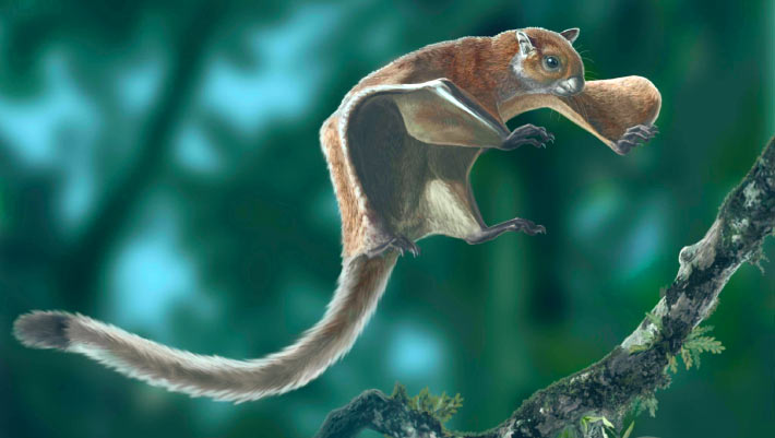 The Magnificent Giant Flying Squirrel that Roamed North America The Magnificent Giant Flying Squirrel That Roamed North America