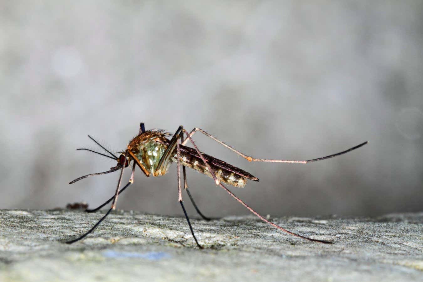The Ancient Origins Of London's Underground Mutant Mosquitoes
