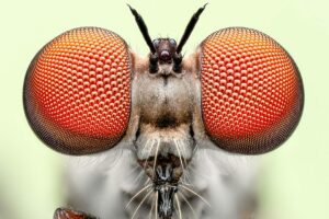 The Weirdest Picture Featuring 15 Tiny Creatures In Nature