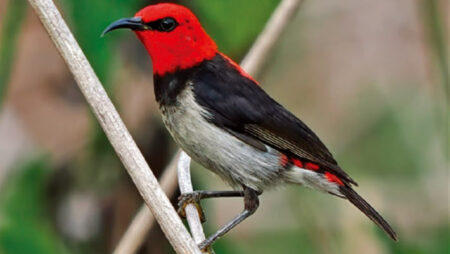 A new species of bird discovered in indonesia