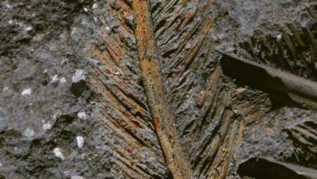 Fossilized feathers of a gryphon vulture dating back 30,000 years discovered in Italy Ancient fossil feathers of a gryphon vulture discovered in italy