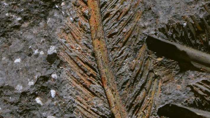 Ancient Fossil Feathers of a Gryphon Vulture Discovered in Italy Dating Back 30,000 Years Ancient fossil feathers of a gryphon vulture discovered in italy