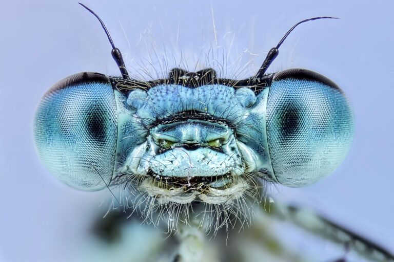 Big mistake found in large scale insect research