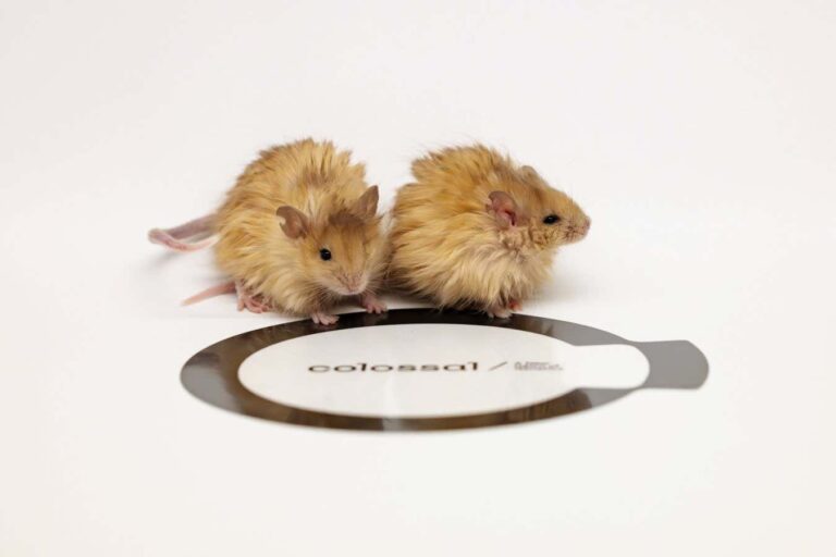Can genetically engineered "woolly" mice aid in reviving the mammoth?
