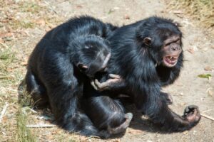 Chimpanzees and bonobos engage in genital rubbing to alleviate social