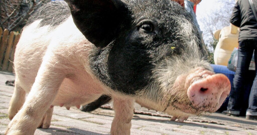 Chinese researchers announce successful liver transplants from pigs into brain